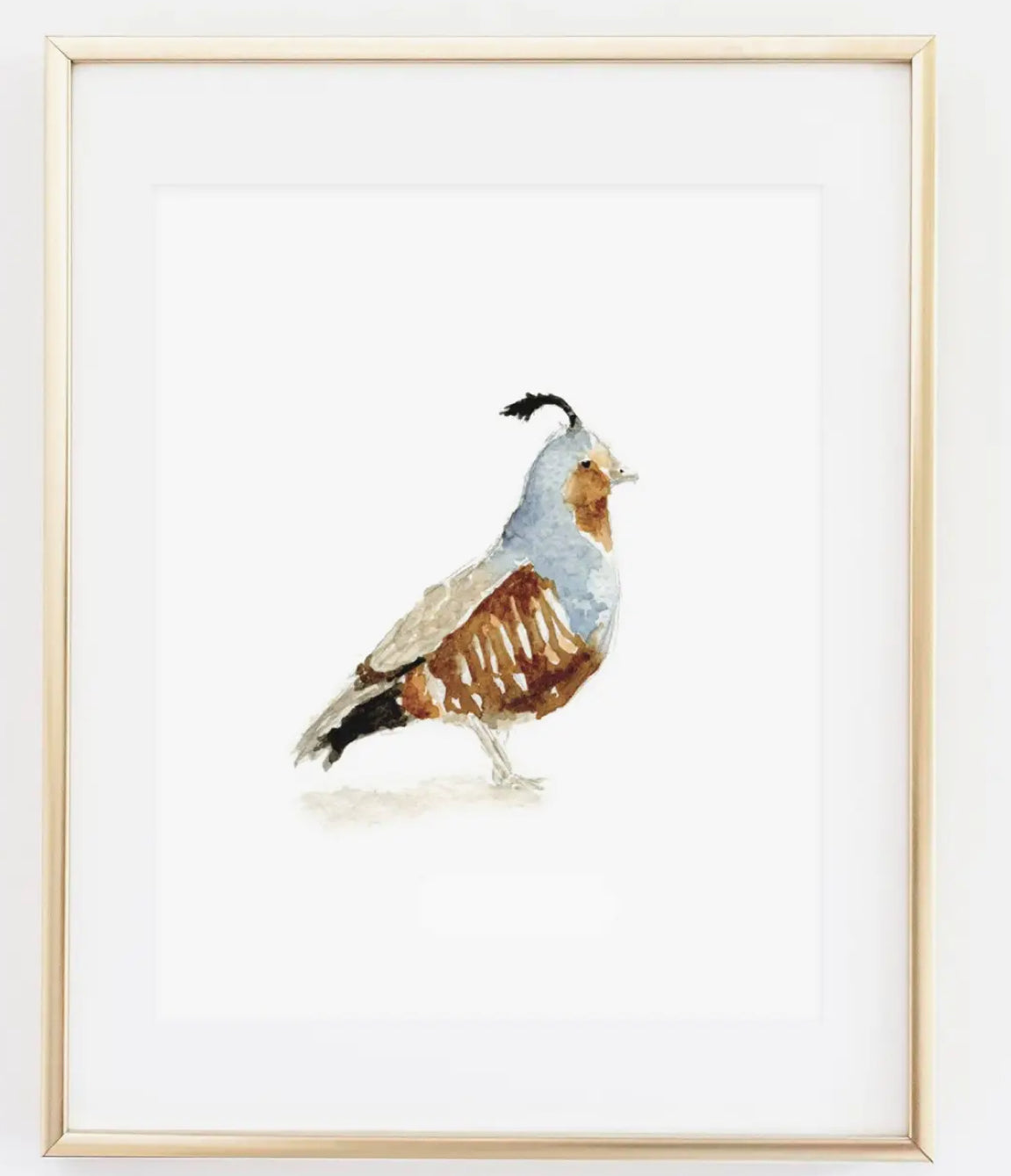 Quail 8x10  Print